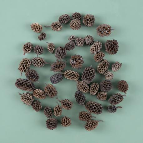 Casuarina denneappeltjes