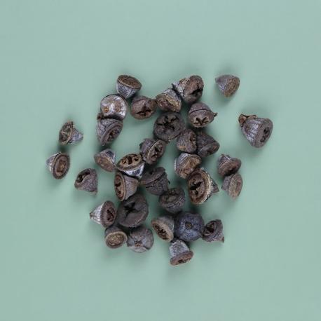 Eucalypthus bes 
