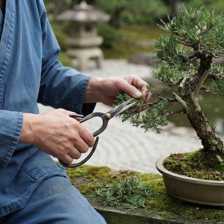 Bonsai schaar gebruik: Bonsai schaar