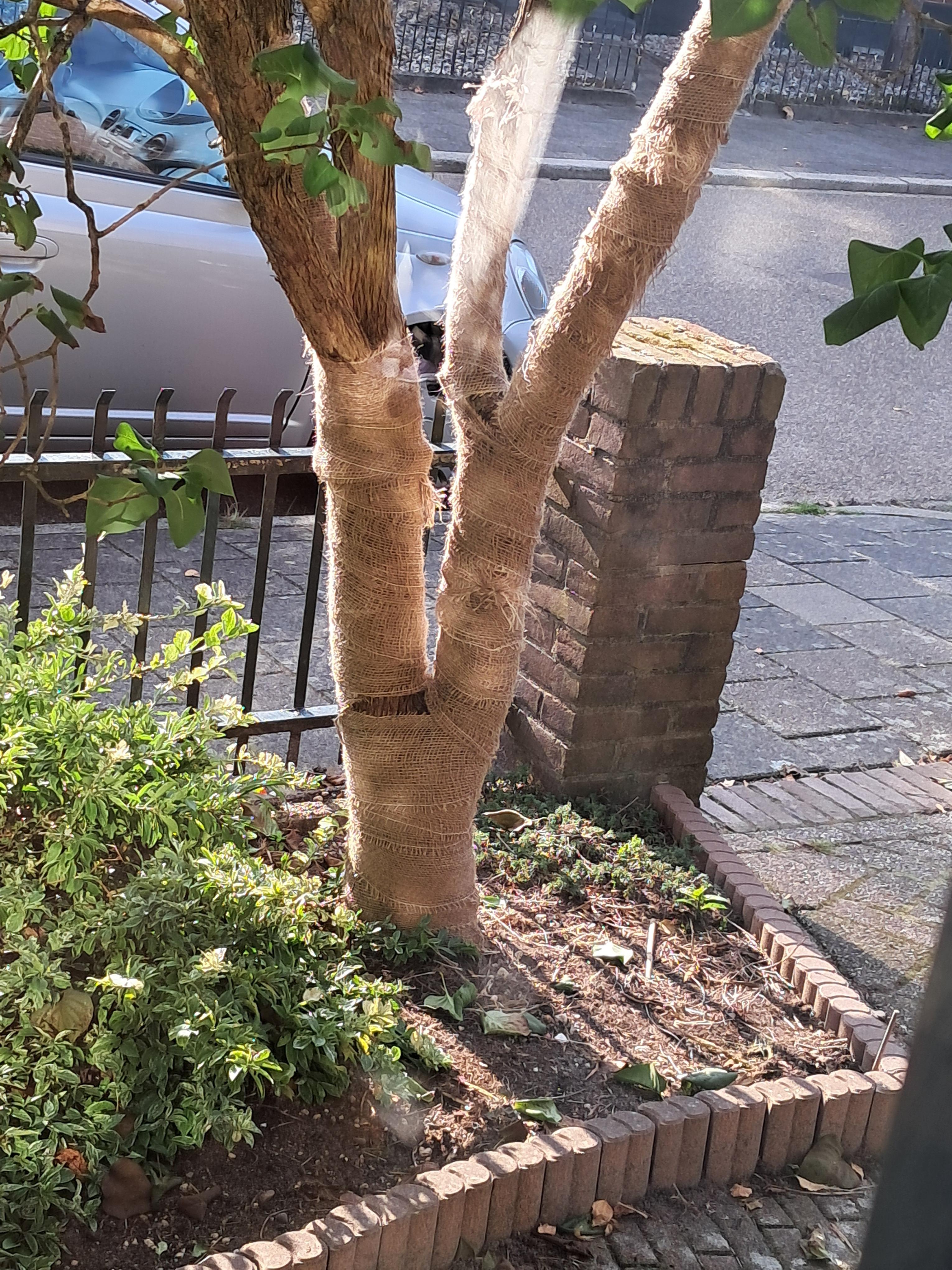 Jute boomband 15 cm x 25 meter gebruik: Jute boomband 15 cm x 25 meter